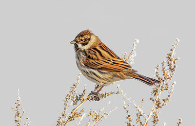 BUITEN BEELD Foto: 248654