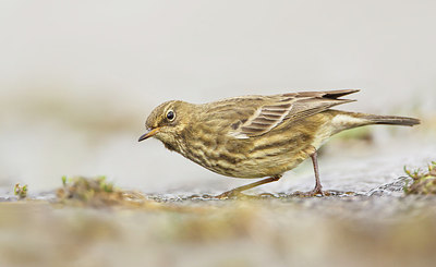 BUITEN BEELD Foto: 248656