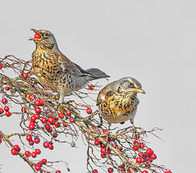 BUITEN BEELD Foto: 248659