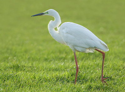 BUITEN BEELD Foto: 248661