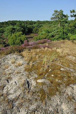 BUITEN BEELD Foto: 248672