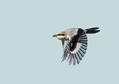 BUITEN BEELD Foto: 248680