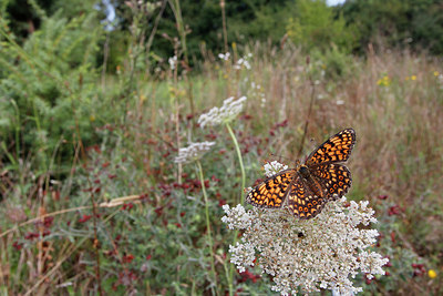 BUITEN BEELD Foto: 248690