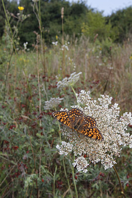 BUITEN BEELD Foto: 248692