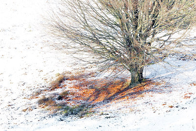 BUITEN BEELD Foto: 248700