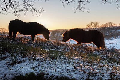 BUITEN BEELD Foto: 248701