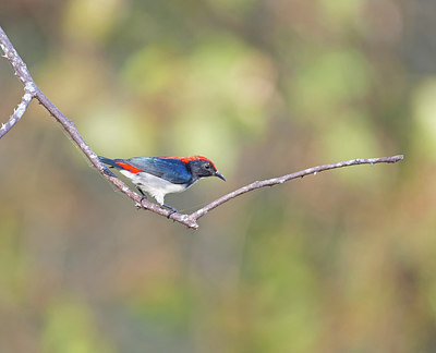 BUITEN BEELD Foto: 248766