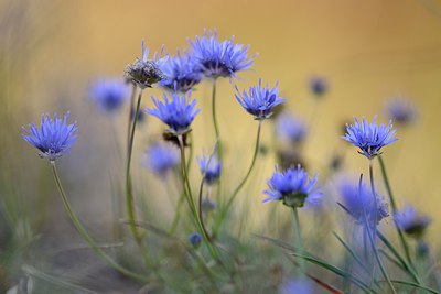 BUITEN BEELD Foto: 248783