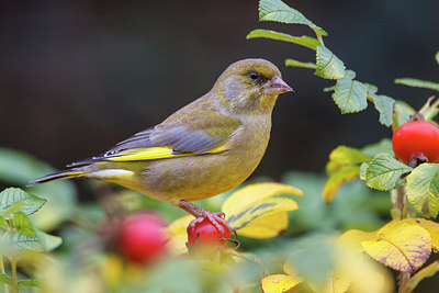 BUITEN BEELD Foto: 248798