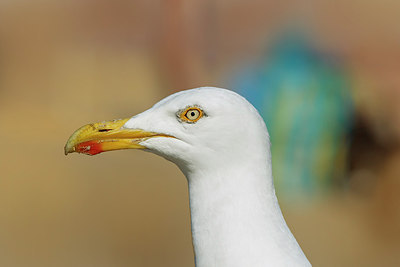 BUITEN BEELD Foto: 248800