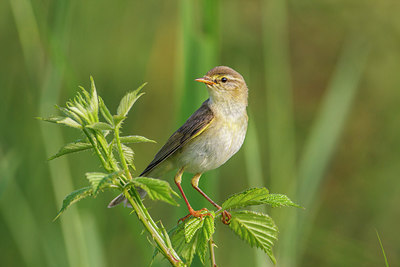 BUITEN BEELD Foto: 248802
