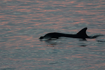 BUITEN BEELD Foto: 248807