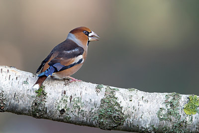BUITEN BEELD Foto: 248841