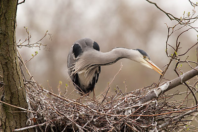 BUITEN BEELD Foto: 248845