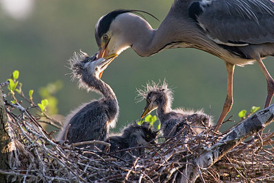BUITEN BEELD Foto: 248909