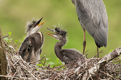 BUITEN BEELD Foto: 248920