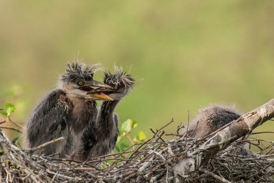 BUITEN BEELD Foto: 248927
