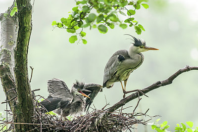 BUITEN BEELD Foto: 248931