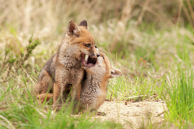 BUITEN BEELD Foto: 248965