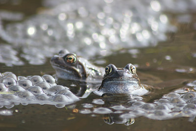 BUITEN BEELD Foto: 24000