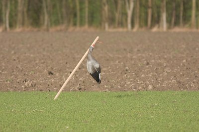 BUITEN BEELD Foto: 24006