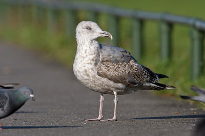 BUITEN BEELD Foto: 24028