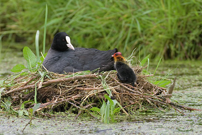 BUITEN BEELD Foto: 24055