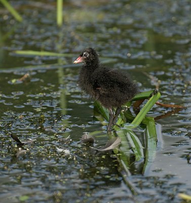 BUITEN BEELD Foto: 24062