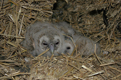 BUITEN BEELD Foto: 24149