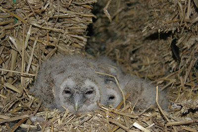 BUITEN BEELD Foto: 24153