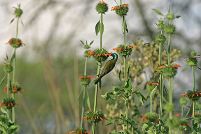 BUITEN BEELD Foto: 24194