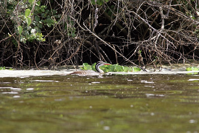 BUITEN BEELD Foto: 24199