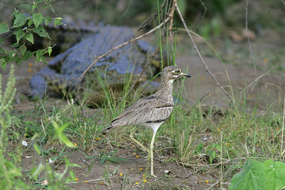 BUITEN BEELD Foto: 24208