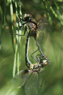 BUITEN BEELD Foto: 24240