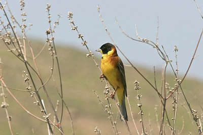 BUITEN BEELD Foto: 24258