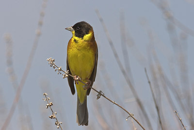 BUITEN BEELD Foto: 24260
