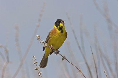 BUITEN BEELD Foto: 24261