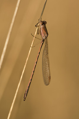 BUITEN BEELD Foto: 24303
