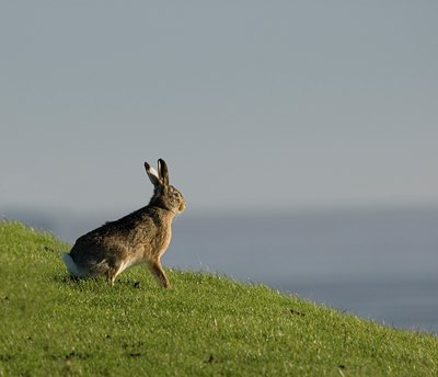 BUITEN BEELD Foto: 24306