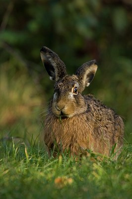 BUITEN BEELD Foto: 24307
