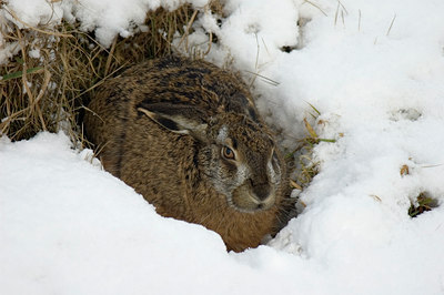 BUITEN BEELD Foto: 24309