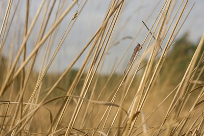 BUITEN BEELD Foto: 24310