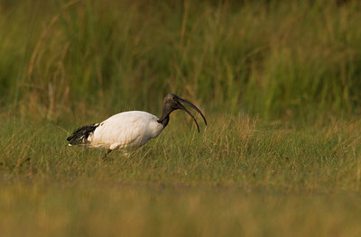 BUITEN BEELD Foto: 24318