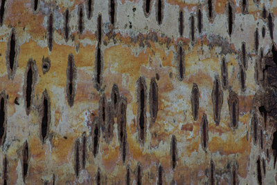BUITEN BEELD Foto: 24339