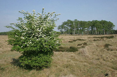 BUITEN BEELD Foto: 24363