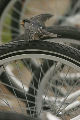 BUITEN BEELD Foto: 24413