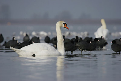 BUITEN BEELD Foto: 24421