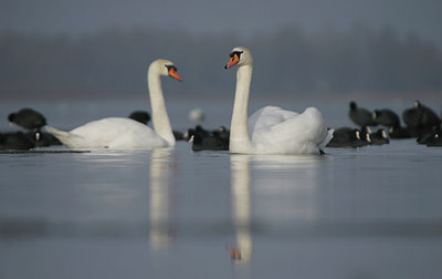 BUITEN BEELD Foto: 24422