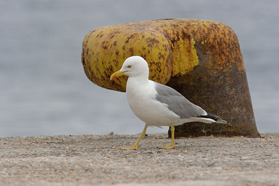 BUITEN BEELD Foto: 24434