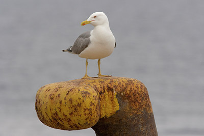 BUITEN BEELD Foto: 24435